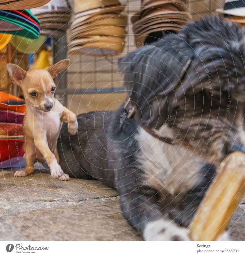 Ich will doch nur spielen Tier Haustier Hund 2 Fressen Spielen Hundeblick Hundeschnauze Hundespielzeug Farbfoto Gedeckte Farben mehrfarbig Außenaufnahme