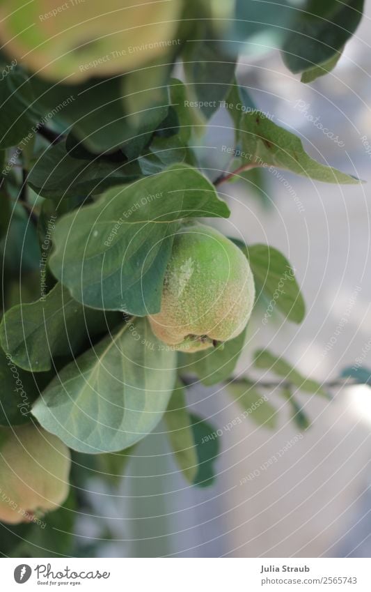 Quitte Baum Blätter Natur Sommer Schönes Wetter Quittenbaum Quittenblatt Garten hängen Blick frisch natürlich grün Farbfoto Außenaufnahme Tag Zentralperspektive