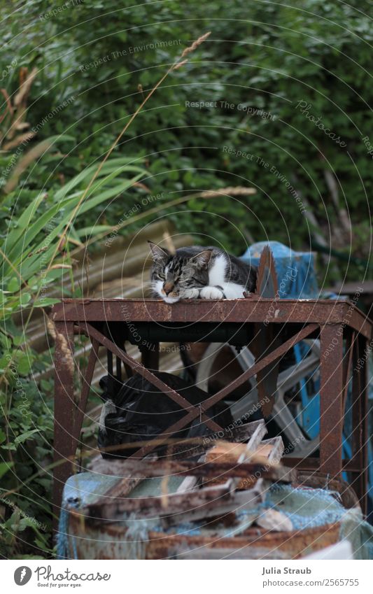 Kreissäge Katze schläft Natur Schönes Wetter Gras Sträucher Garten Haustier Tiergesicht 1 liegen schlafen träumen grün Gelassenheit ruhig Säge Mut Farbfoto Tag