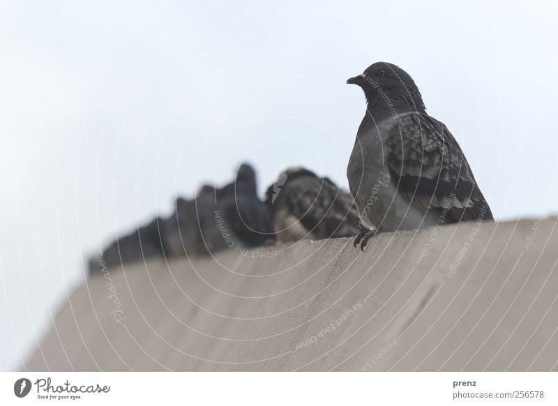 Tauben in Mitte Umwelt Tier Himmel Stadt Mauer Wand Wildtier Tiergruppe sitzen grau Vogel Beton Farbfoto Außenaufnahme Menschenleer Textfreiraum links