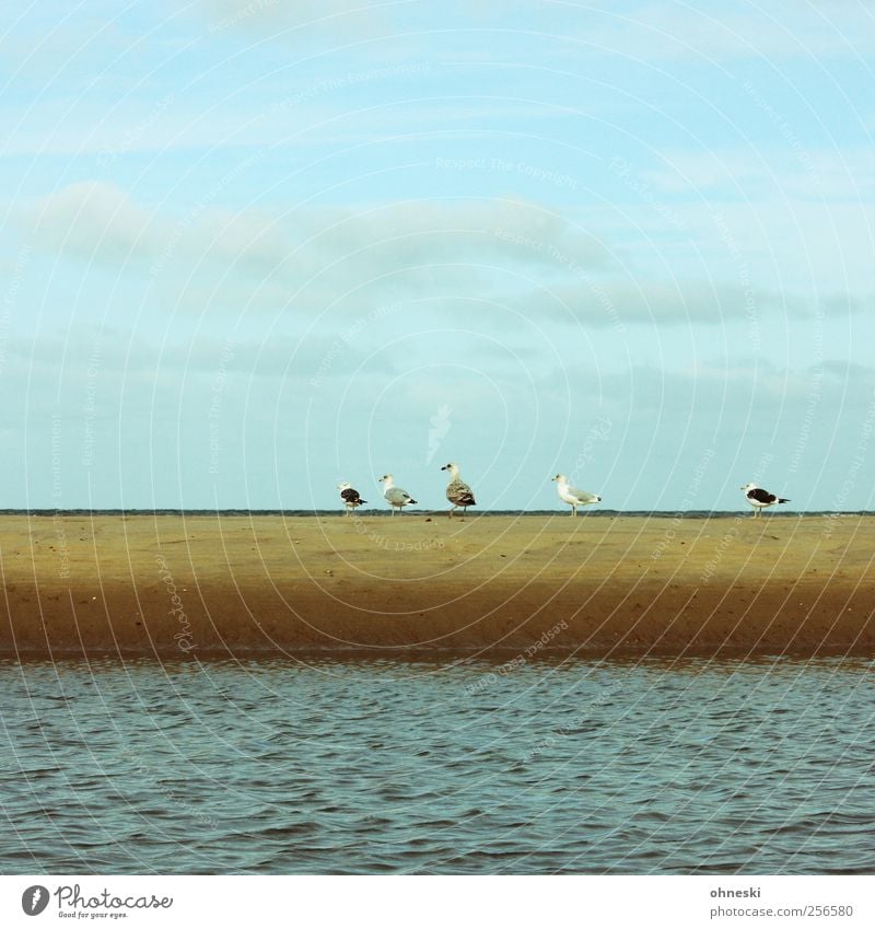 Alle mir nach! Himmel Wellen Küste Strand Nordsee Meer Tier Vogel Möwe Tiergruppe gehen Reihe Farbfoto Außenaufnahme Textfreiraum oben Textfreiraum unten Tag