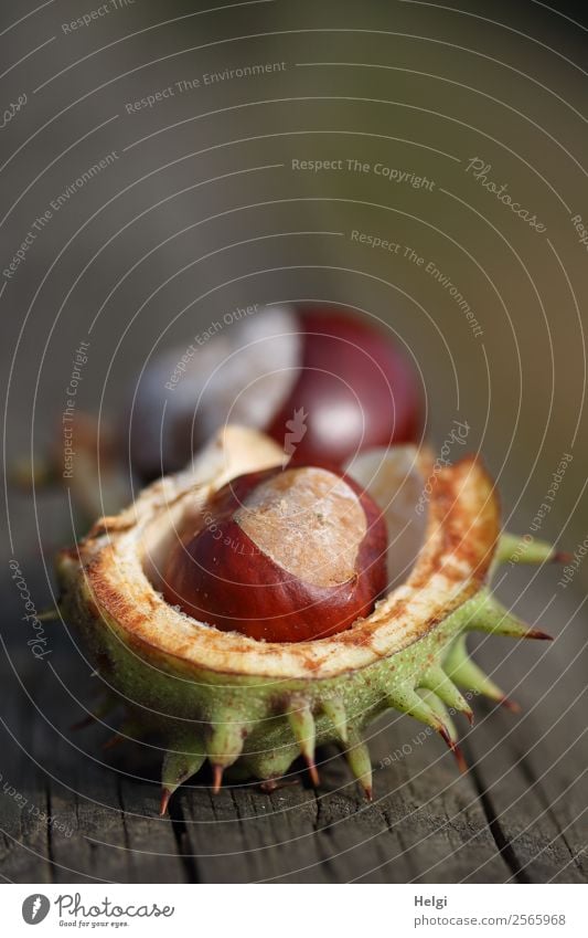 reife Kastanien in geöffneter stacheliger Hülle auf einem alten Holztisch Umwelt Natur Pflanze Herbst Park liegen einzigartig natürlich braun grau grün weiß