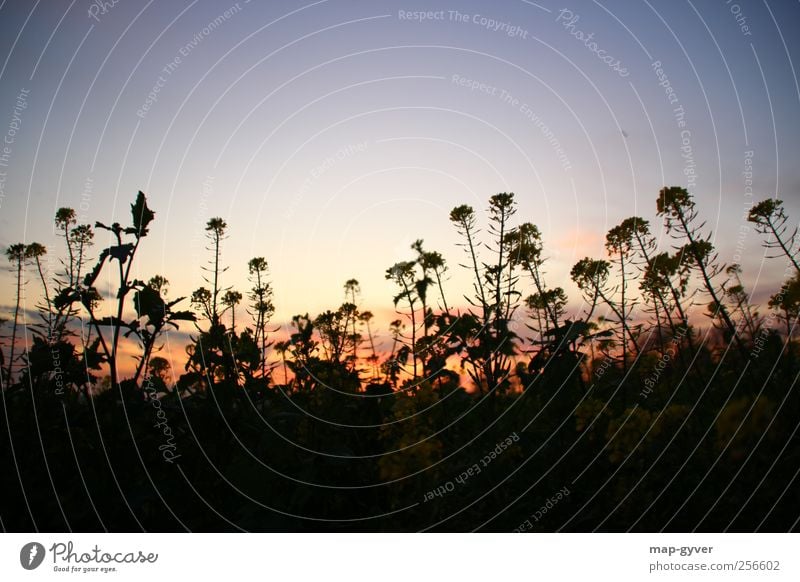 sky & flowers Natur Pflanze Himmel Horizont Sonnenaufgang Sonnenuntergang Herbst Blüte Nutzpflanze Feld Umwelt Farbfoto Außenaufnahme Textfreiraum oben