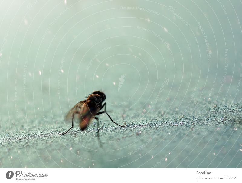 Eisfliege Umwelt Natur Tier Urelemente Winter Frost Wildtier Fliege Flügel 1 Coolness kalt grau silber Farbfoto Gedeckte Farben Außenaufnahme Nahaufnahme