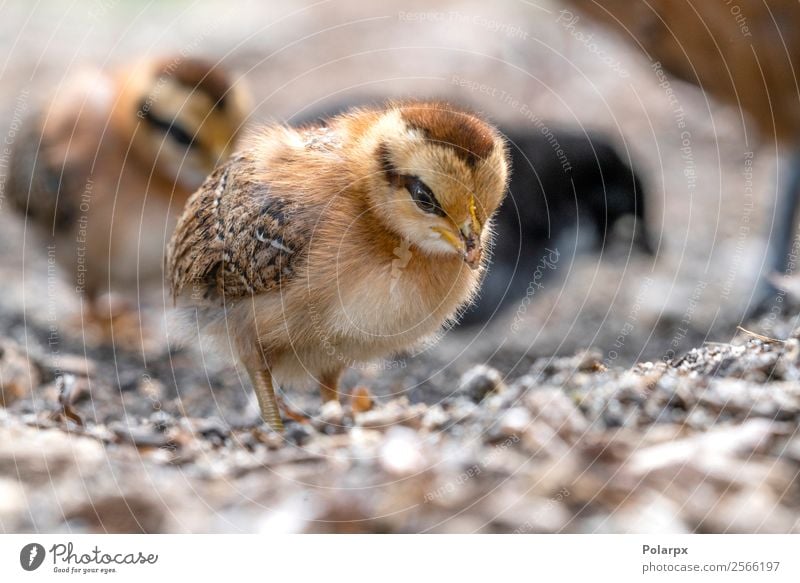 Ein kleines Huhn ist frei auf einem Bauernhof herumgelaufen. schön Leben Ostern Baby Frau Erwachsene Natur Tier Frühling Gras Haustier Vogel Holz natürlich