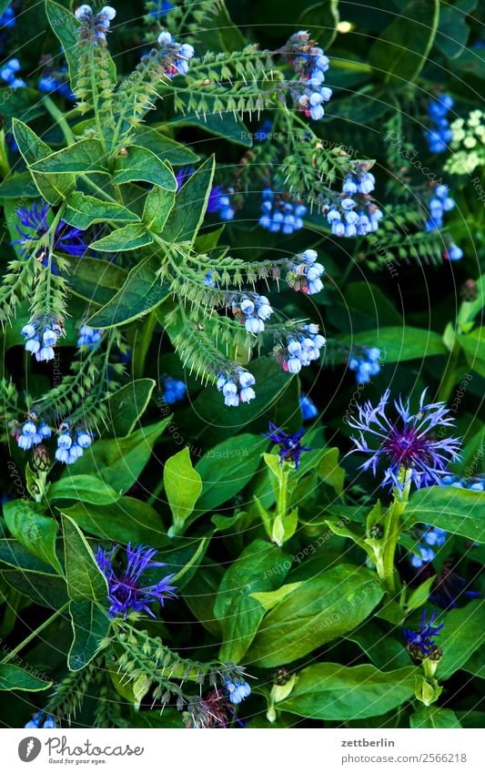 Kornblume im Hochformat Natur Blume Blüte Blühend Pflanze Cyanus segetum Hill Zyane Korbblütengewächs Hintergrundbild grün Textfreiraum Menschenleer Wachstum