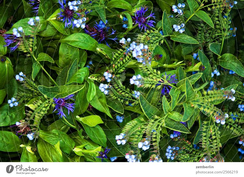 Kornblumen (und andere) Natur Blume Blüte Blühend Pflanze Cyanus segetum Hill Zyane Korbblütengewächs Hintergrundbild grün Textfreiraum Menschenleer Wachstum