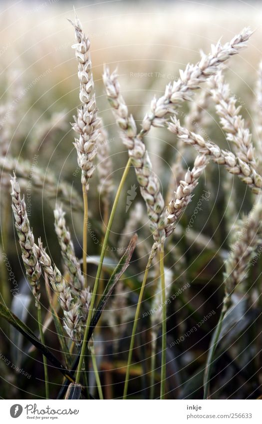 Weizen Getreide Ernährung Vegetarische Ernährung Landwirtschaft Forstwirtschaft Herbst Pflanze Gras Nutzpflanze Getreidefeld Weizenfeld Weizenähre Weizenkörner