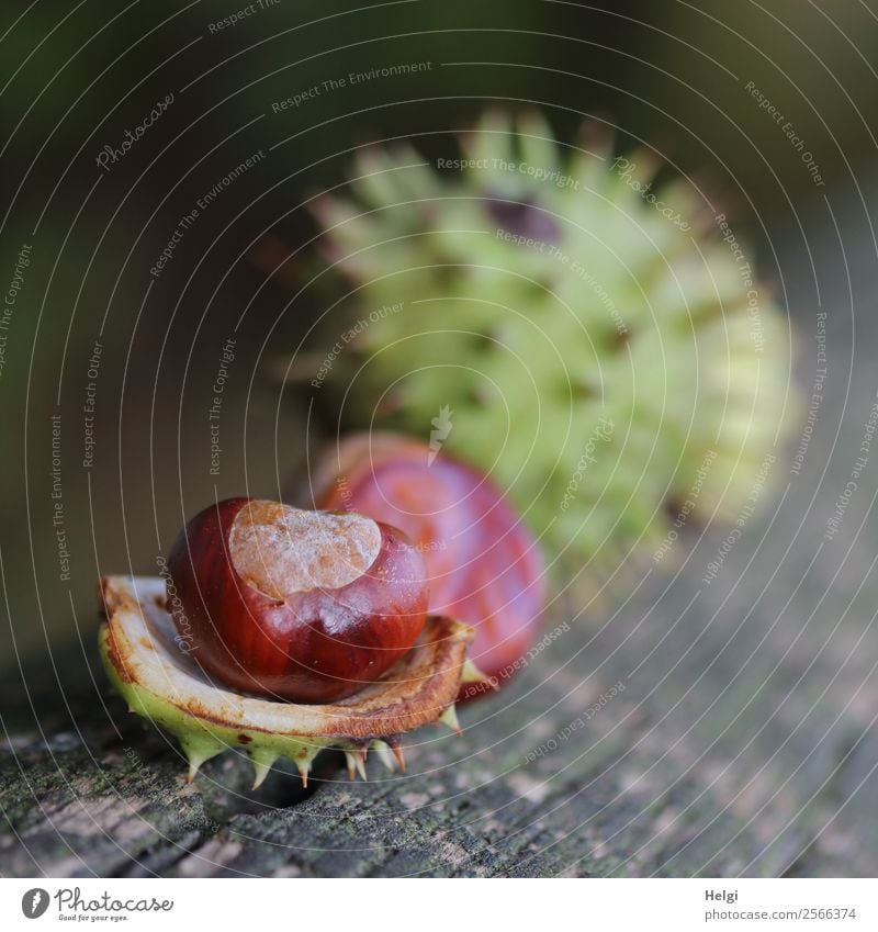 Herbstfrüchte Umwelt Natur Pflanze Kastanie Frucht Hülle Park Holz liegen dehydrieren einzigartig klein natürlich braun grau grün Stimmung Leben Vergänglichkeit