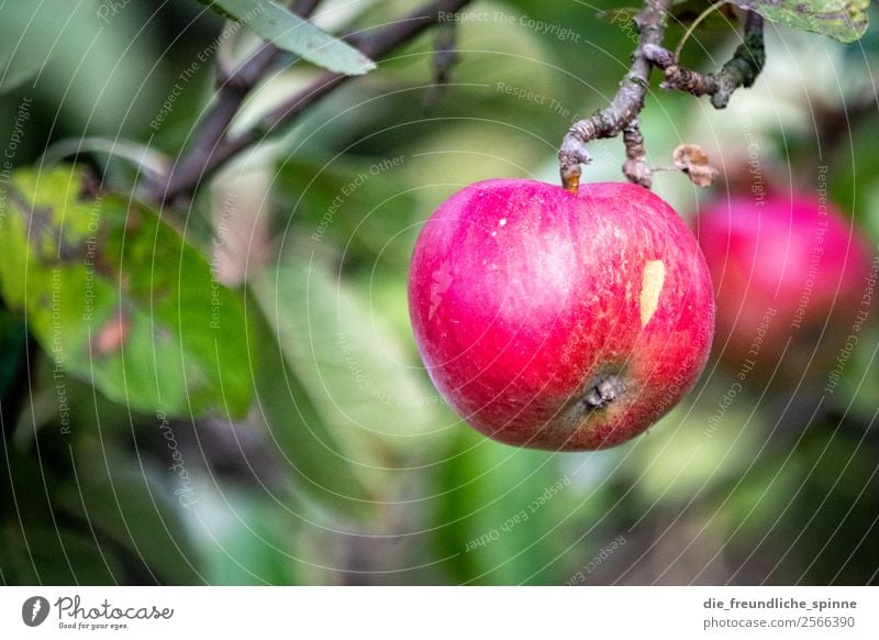 Apfel an Baum Apfelbaum grün Farbfoto Frucht Natur Außenaufnahme Menschenleer Sommer fruchtig Pflanze Garten Blatt Schwache Tiefenschärfe Gesundheit Nutzpflanze