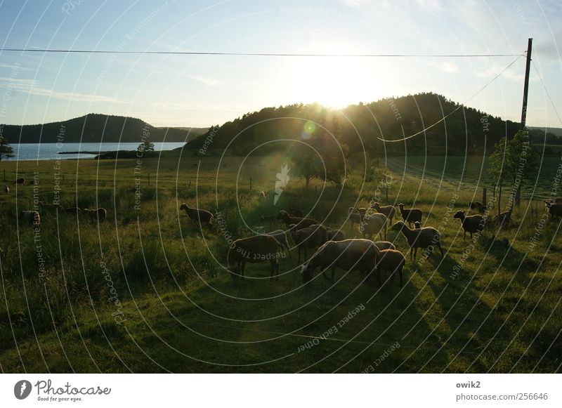 Shauns Fanclub Energiewirtschaft Umwelt Natur Landschaft Pflanze Tier Himmel Wolken Horizont Sonne Sommer Klima Schönes Wetter Wärme Baum Gras Sträucher Wiese