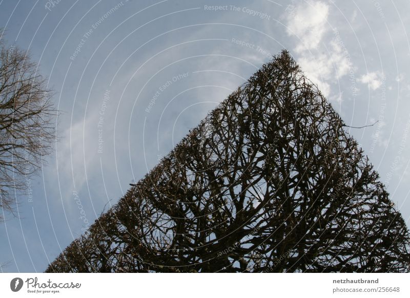 Scharfer Schnitt Umwelt Natur Pflanze Himmel Wolken Sonnenlicht Frühling Schönes Wetter Baum Sträucher Park Holz Linie Pfeil Streifen Aggression ästhetisch