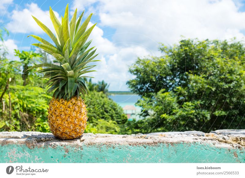 Pineapple on a wall with view to Bacalar lake Ferien & Urlaub & Reisen Tourismus Sommer Sonne Sonnenbad Natur Wasser Nutzpflanze Küste Seeufer Mauer Wand