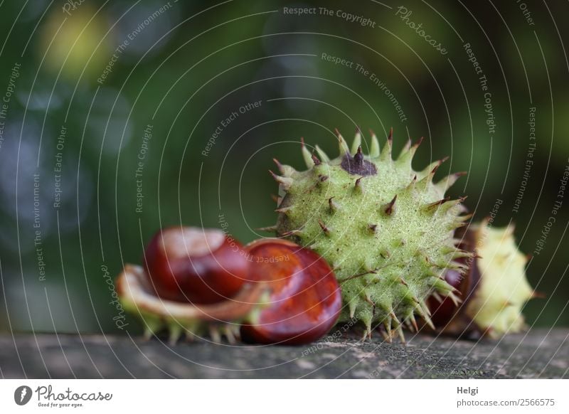 reife Kastanien mit Stachelhülle liegen auf Holz Umwelt Natur Pflanze Herbst Hülle Park Liebe ästhetisch einzigartig natürlich braun grau grün Leben