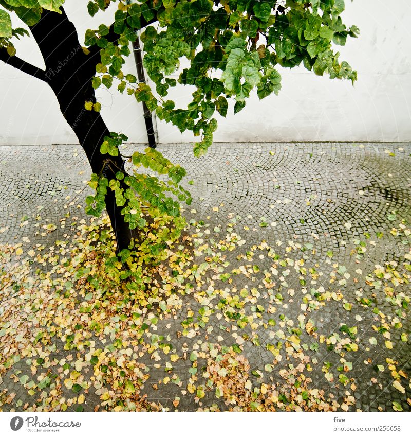 vienna Ferien & Urlaub & Reisen Tourismus Ausflug Abenteuer Sightseeing Städtereise Natur Herbst Pflanze Baum Grünpflanze Park Stadt Stadtzentrum Haus Mauer