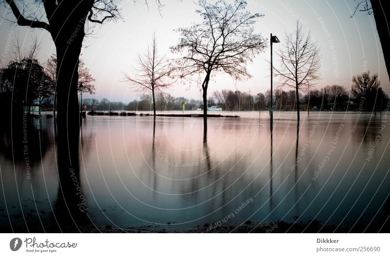 Hochwasser am Main Umwelt Landschaft Wasser Himmel Sonnenaufgang Sonnenuntergang Baum Küste Flussufer Frankfurt am Main kalt Natur Surrealismus