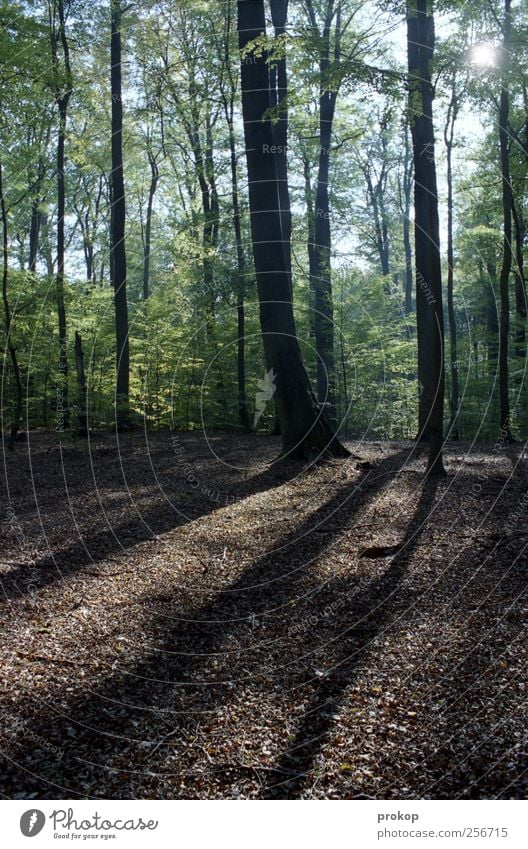 Herbst II Umwelt Natur Landschaft Pflanze Himmel Klima Wetter Schönes Wetter Baum Wald authentisch Duft einfach natürlich wild Vorsicht Zufriedenheit Einsamkeit