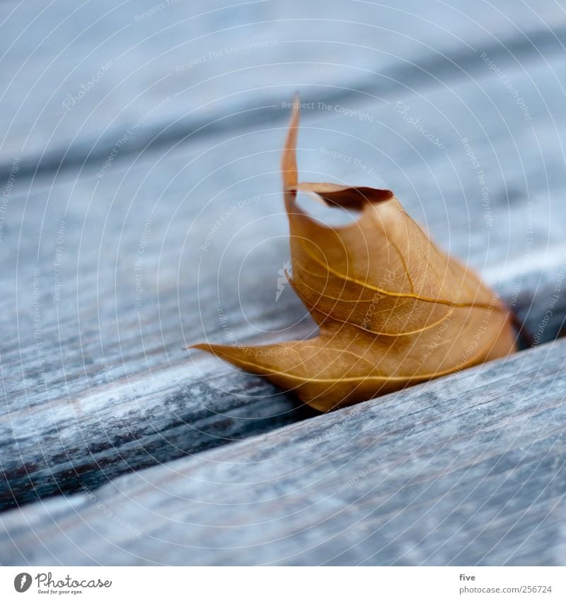 vienna Natur Herbst nah Wien Blatt Bank Parkbank Holz Detailaufnahme Linie Farbfoto Außenaufnahme Nahaufnahme Tag Unschärfe Schwache Tiefenschärfe