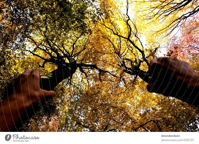 Vielen Dank für die Blumen Arme Hand Umwelt Natur Herbst Baum Wald stehen ruhig Kraft entwenden Baumkrone Farbfoto Außenaufnahme Schatten