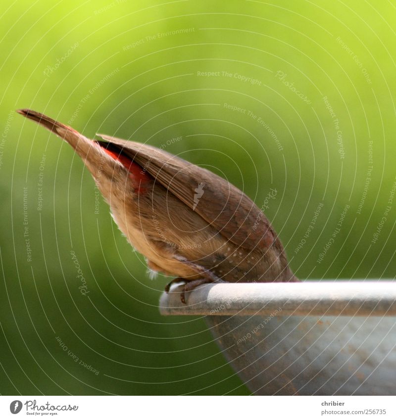 HallooOO ?? Natur Tier Vogel Fink Schwanz Schwanzfeder Flügel Krallen Futterhäuschen 1 Fressen hocken klein braun grün genießen bücken runterbeugen Farbfoto