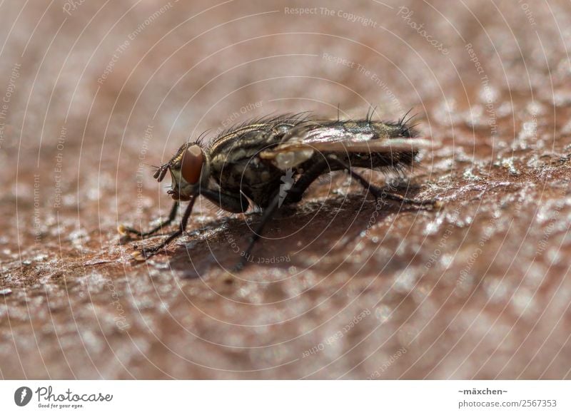 Fliege Tier 1 Erholung sitzen warten ruhig Landen gelandet Nahaufnahme Behaarung Auge Flügel Beine Insekt Fühler Wachsamkeit Schwache Tiefenschärfe Schärfe