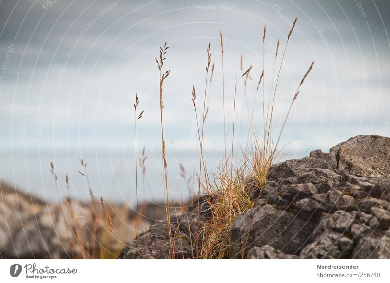 Gras Sinnesorgane Natur Pflanze Urelemente Wasser Himmel Wolken Klima Felsen Küste Meer Stein dehydrieren Wachstum natürlich Einsamkeit ästhetisch Überleben