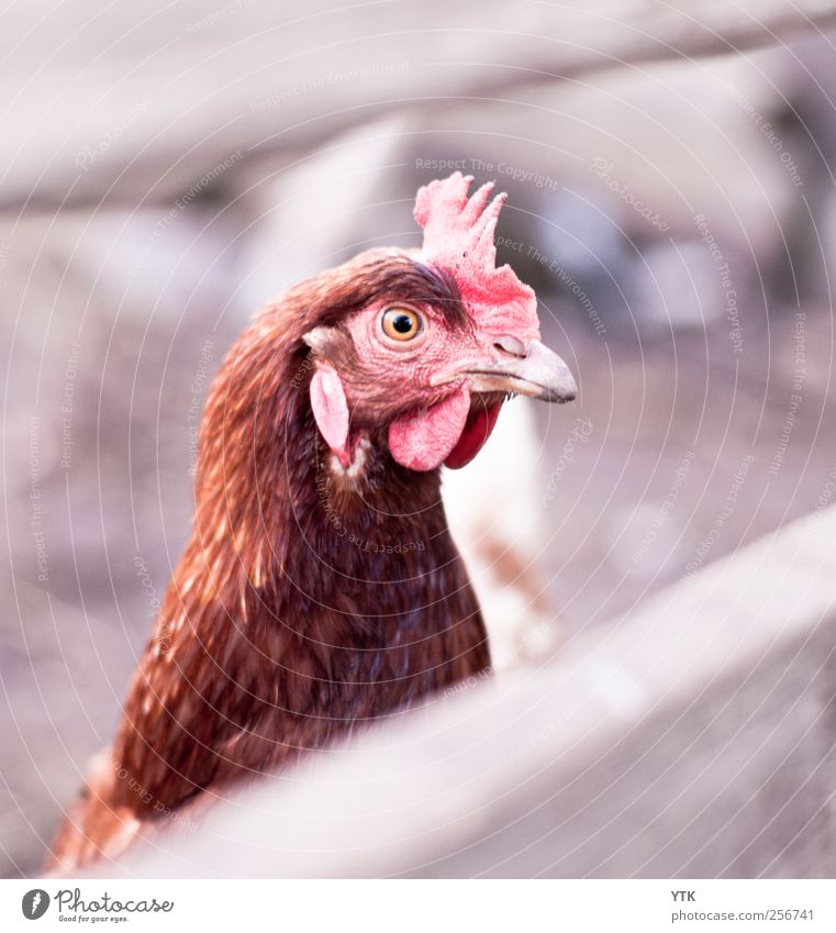 Whaaaaaat? Umwelt Natur Tier Schönes Wetter Feld Nutztier Tiergesicht 1 füttern Haushuhn Hahn Hahnenkamm Schnabel Zaun Tierhaltung Landwirtschaft ökologisch