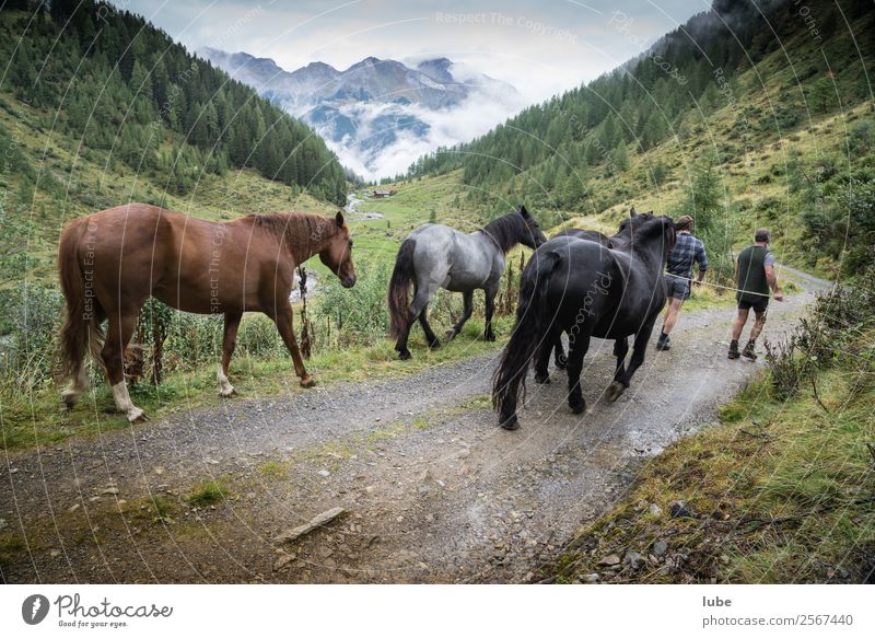 Malfonalm Abenteuer Ferne Landwirtschaft Forstwirtschaft Umwelt Natur Landschaft Sommer Felsen Alpen Berge u. Gebirge Gipfel Wege & Pfade Tier Nutztier Pferd