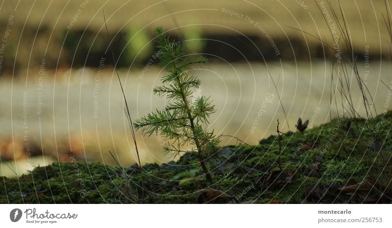 Tannenbäumchen Umwelt Natur Pflanze Herbst Baum Gras Sträucher Moos Grünpflanze Wildpflanze Nadelbaum Tannennadel Hügel dunkel authentisch klein nah mehrfarbig