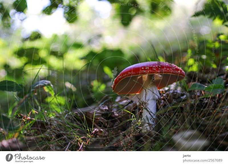 fliegenpils Natur Pflanze Herbst Schönes Wetter Wald natürlich Fliegenpilz Pilz Gift Farbfoto mehrfarbig Außenaufnahme Nahaufnahme Menschenleer