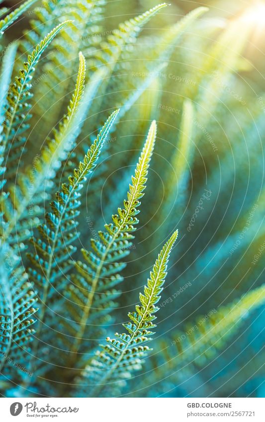 Farn Pflanze [16092018_2785] Natur Sommer Blatt Grünpflanze exotisch gelb grün Trieb Umwelt Umweltschutz Urwald Waldrand Waldlichtung Farbfoto Außenaufnahme