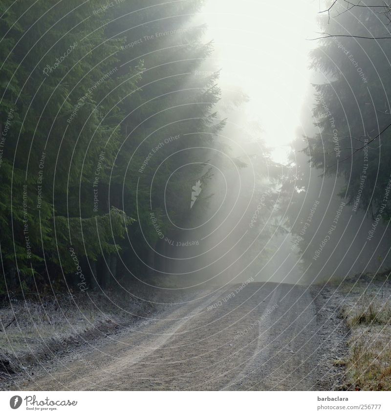 Sonnenkraft bezwingt die Nebelbank Sonnenlicht Herbst Eis Frost Schnee Wiese Wald Fußweg Wege & Pfade frieren leuchten hell kalt Wärme grau grün weiß Kraft