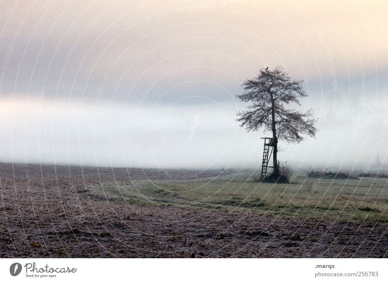 Nebelbank Landwirtschaft Forstwirtschaft Umwelt Natur Landschaft Klimawandel Baum Feld Hochsitz kalt Gefühle Stimmung Umweltschutz Farbfoto Außenaufnahme