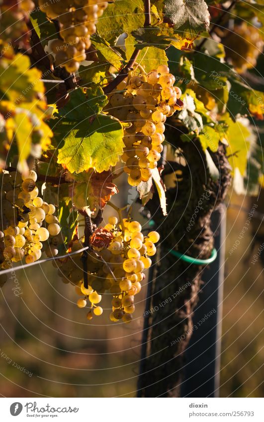 Rebstock Wein Sekt Prosecco Champagner Winzer Landwirtschaft Forstwirtschaft Weinberg Natur Pflanze Nutzpflanze Weintrauben Feld Wachstum lecker saftig süß