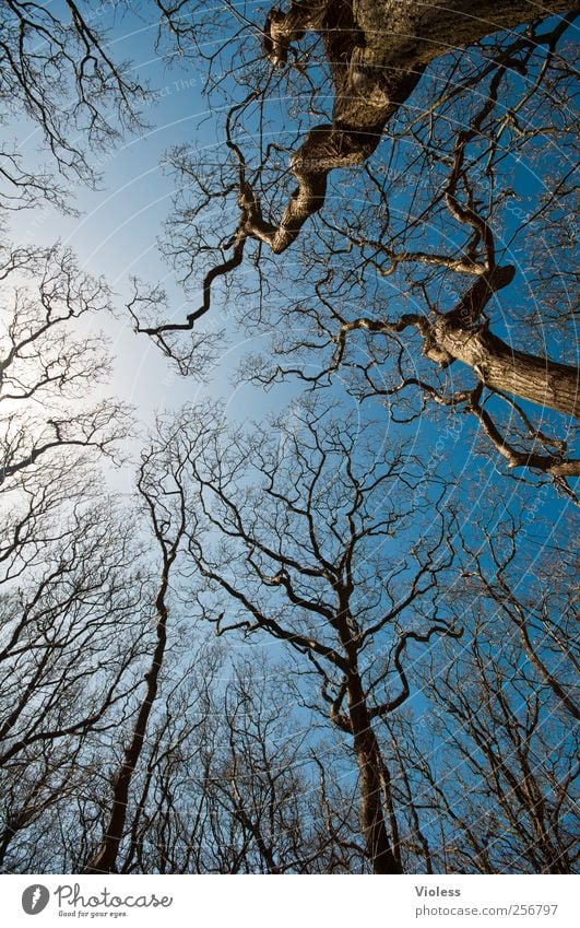 Spiekeroog | ...tree crowns Natur Pflanze Himmel Baum Unendlichkeit blau Baumkrone Geäst laublos Farbfoto Außenaufnahme Menschenleer Weitwinkel