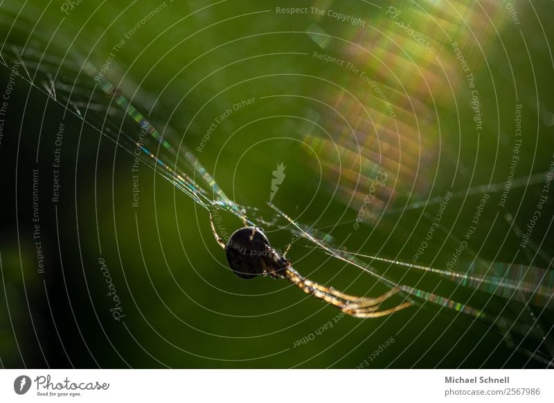 Spinne im Netz Tier Wildtier 1 fangen hängen sportlich Ekel glänzend natürlich Zufriedenheit Angst elegant Konzentration Farbfoto mehrfarbig Außenaufnahme