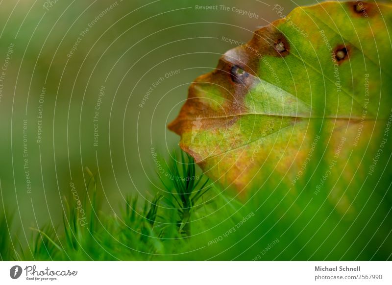 Herbstfarben Umwelt Natur Pflanze Blatt Wiese Wald einfach natürlich braun gelb grün Tod Vergangenheit Vergänglichkeit Farbfoto mehrfarbig Außenaufnahme