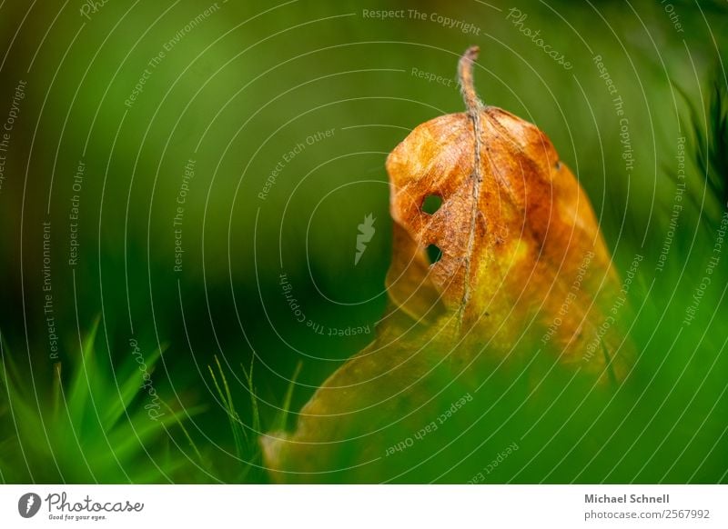 Bunter Herbst Umwelt Natur Pflanze Blatt Wald authentisch einfach natürlich grün orange Verfall Vergänglichkeit mehrfarbig Außenaufnahme Nahaufnahme