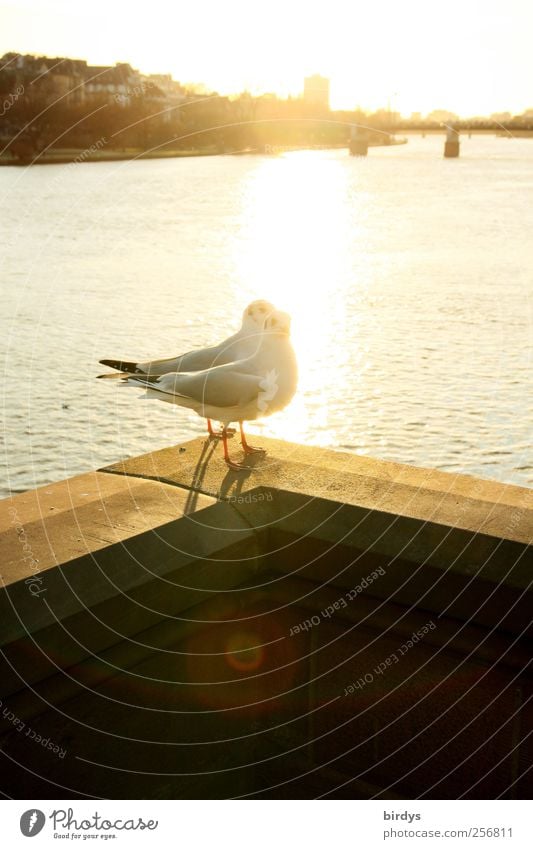 Glücksgefühle Sightseeing Städtereise Sonnenlicht Herbst Winter Schönes Wetter Flussufer Brücke Vogel 2 Tier Tierpaar genießen hell schön Wärme Zufriedenheit