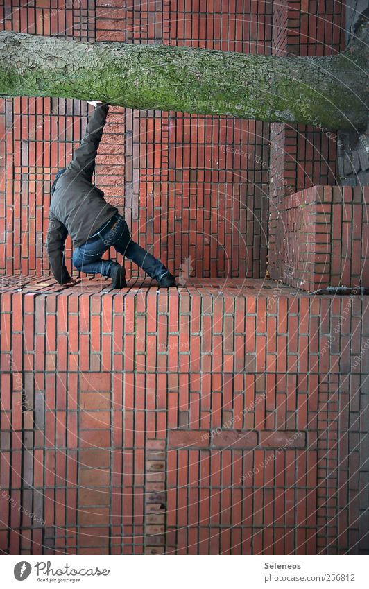 Naturschutz Häusliches Leben Klettern Mensch 1 Pflanze Baum Haus Mauer Wand Fassade Jeanshose Jacke Stein Backstein hocken festhalten abstützen schützend