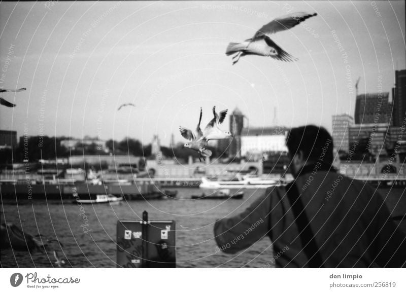 alex und die möwen maskulin 1 Mensch Herbst Schönes Wetter Fluss Elbe Hamburg Hafenstadt Stadtrand bevölkert Binnenschifffahrt Tier Vogel Möwe Schwarm füttern