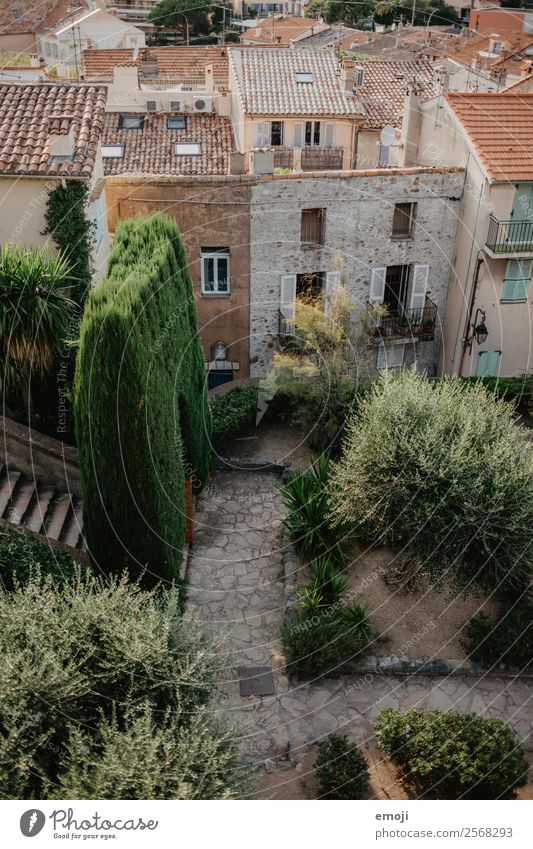 Cannes Sommer Pflanze Garten Park Stadt Haus natürlich Wärme grün mediterran Frankreich Cote d'Azur Farbfoto Außenaufnahme Menschenleer Abend Vogelperspektive