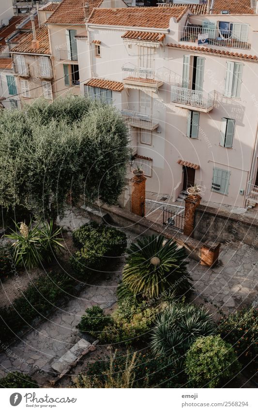 Cannes Sommer Pflanze Garten Park Stadt Haus natürlich Wärme grün mediterran Frankreich Cote d'Azur Farbfoto Außenaufnahme Menschenleer Abend Vogelperspektive