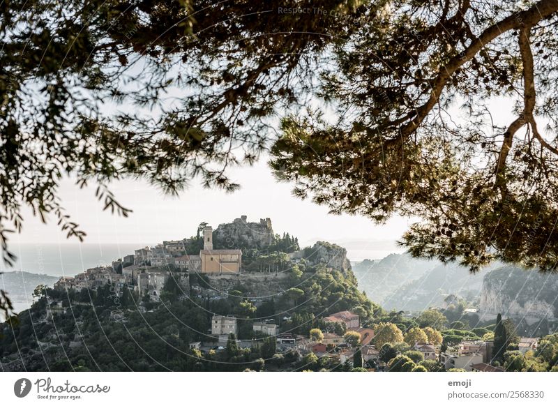 Èze Sommer Schönes Wetter Baum Hügel Dorf Haus natürlich grün Tourismus Cote d'Azur Frankreich Ferien & Urlaub & Reisen reiseziel Farbfoto Außenaufnahme Tag