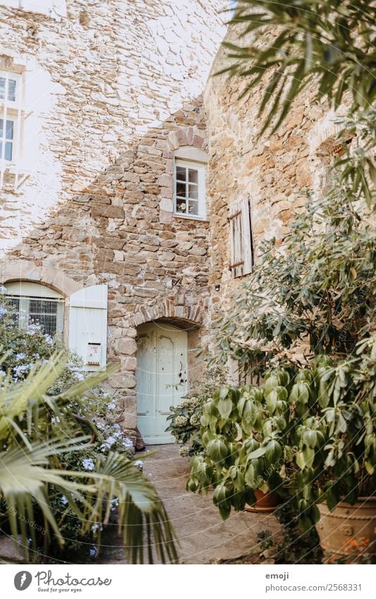 Gassin Sommer Schönes Wetter Pflanze Sträucher Dorf Kleinstadt Haus Traumhaus Mauer Wand Fassade authentisch Wärme mediterran gassin Frankreich