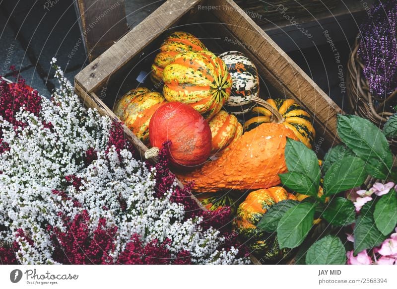 Arten von Kürbissen in einer Holzkiste mit Blumen Lebensmittel Gemüse Dekoration & Verzierung Erntedankfest Halloween Weihnachten & Advent Silvester u. Neujahr