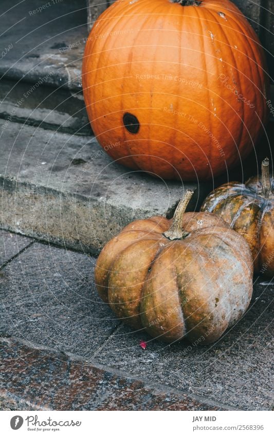 Kürbisse am Eingang des Hauses auf der Treppe Lebensmittel Frucht Halloween Weihnachten & Advent Silvester u. Neujahr fallen Schwerpunkt