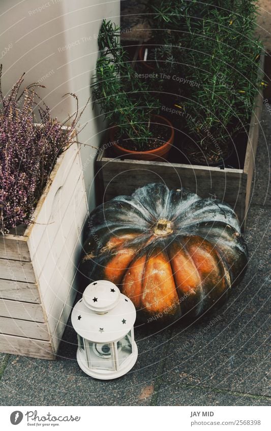 Herbstliche Dekoration mit Kürbissen auf der Straße Lebensmittel Gemüse Dekoration & Verzierung Erntedankfest Halloween Weihnachten & Advent