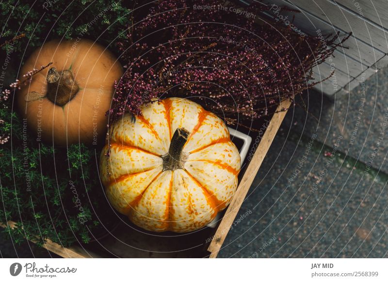 Verschiedene Arten von Kürbissen in einer Holzkiste Lebensmittel Gemüse Dekoration & Verzierung Erntedankfest Halloween Weihnachten & Advent