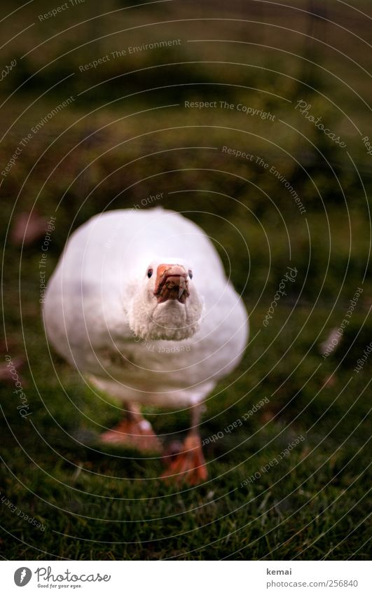 Angriffslustig Gras Wiese Tier Nutztier Tiergesicht Gans Schnabel Tierfuß 1 Aggression dunkel grün weiß Wachsamkeit gereizt Feindseligkeit angriffslustig